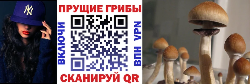 Псилоцибиновые грибы Cubensis  дарк нет наркотические препараты  Руза 